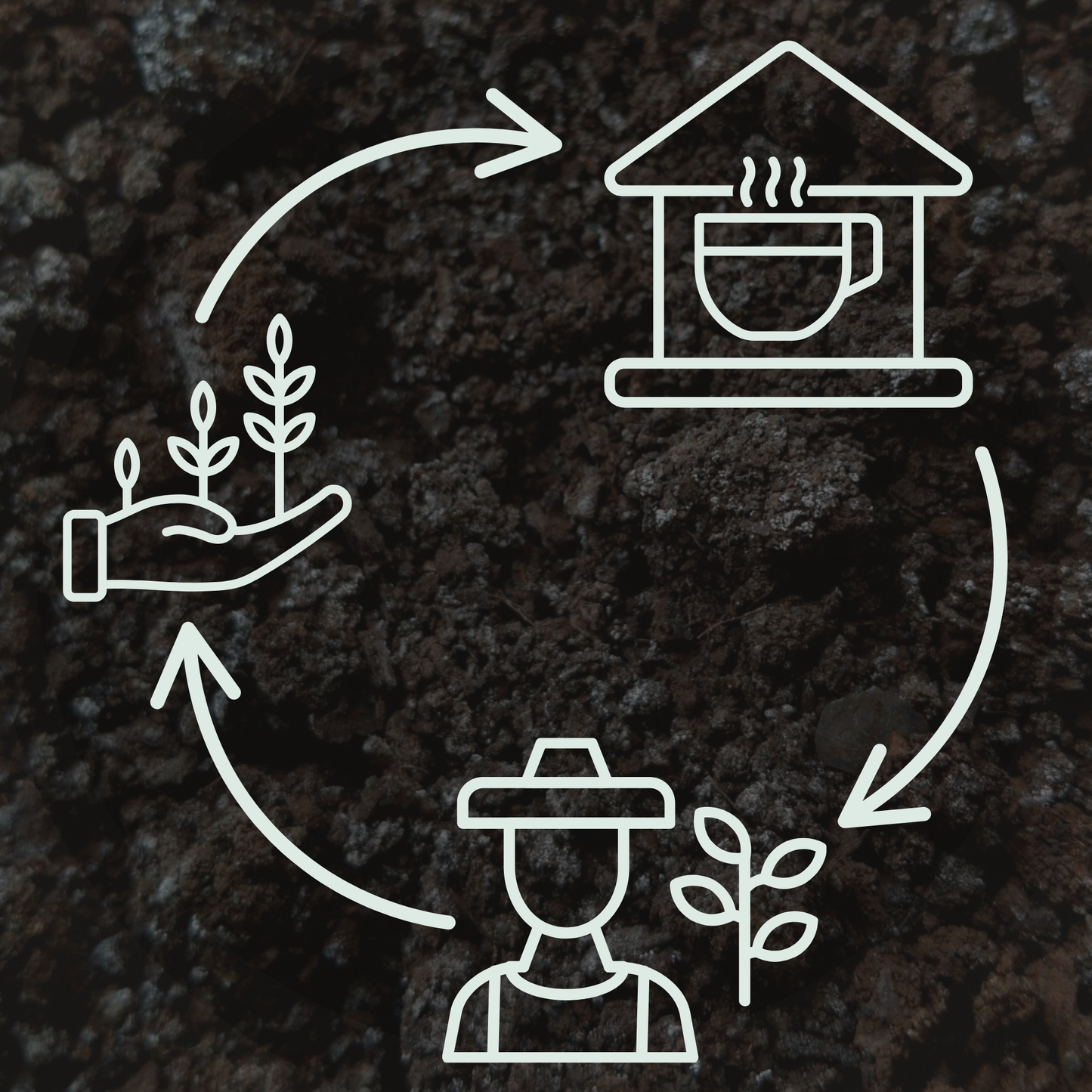 Waimea Herb Company’s Seed Share Program: Growing Stronger, Together