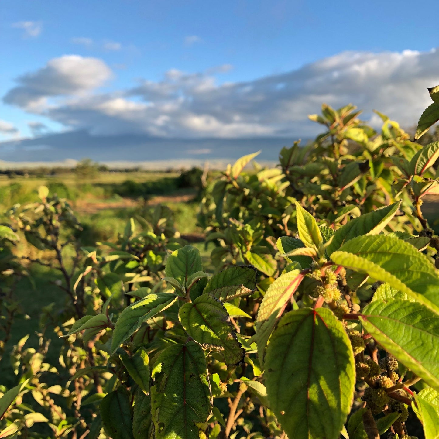 Māmaki Law Update: What Happened and What Comes Next