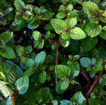 The Coolest Herb Around! The Story of Peppermint