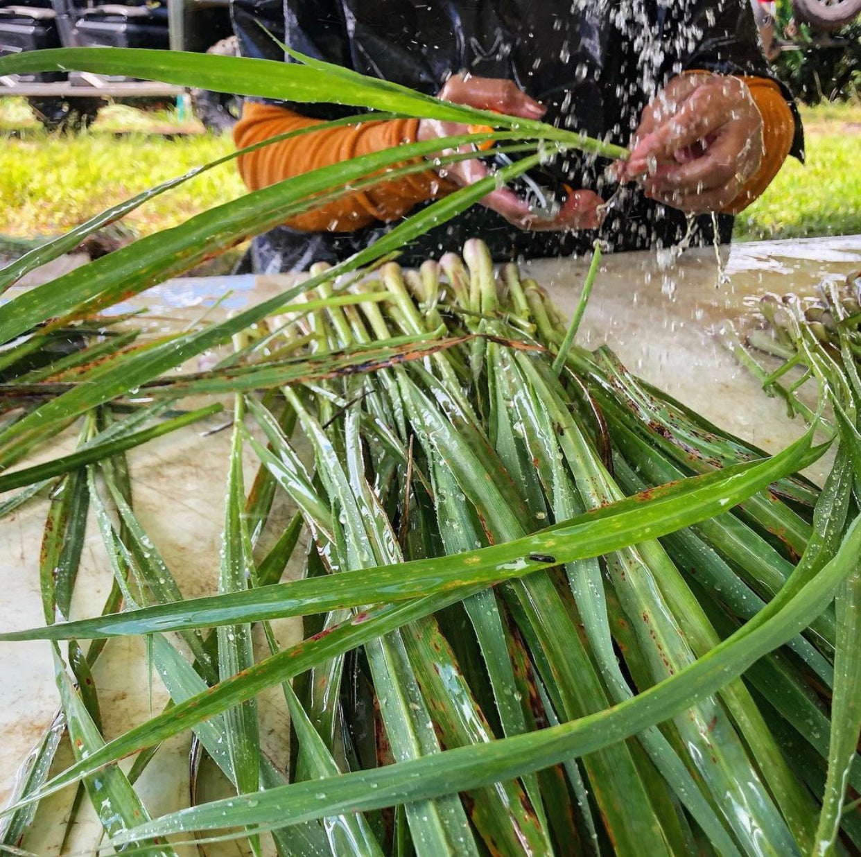 The 6,000 Mile Journey of Lemongrass