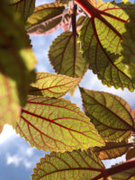 Hawai‘i’s Māmaki Tea Industry Is at Risk - Here’s How You Can Help